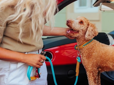 The Best Dog Friendly Cars to Buy in 2023