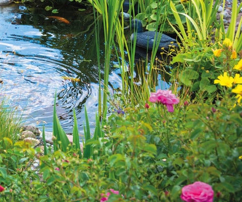 Create a wildlife-friendly water garden