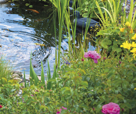 Create a wildlife-friendly water garden