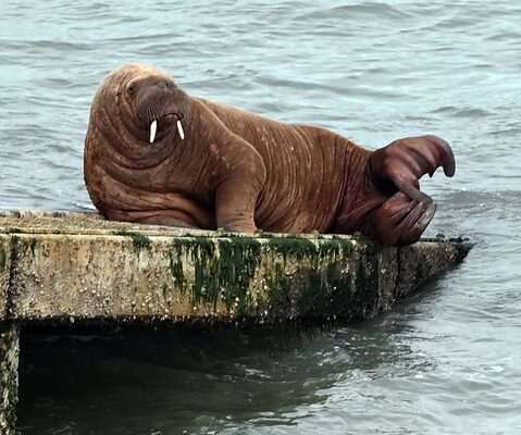 Where's Wally? West Wales biggest visitor makes a splash