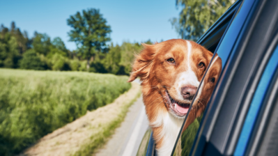 Top Tips for Finding A Dog Friendly Car