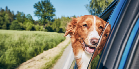 Top Tips for Finding A Dog Friendly Car 