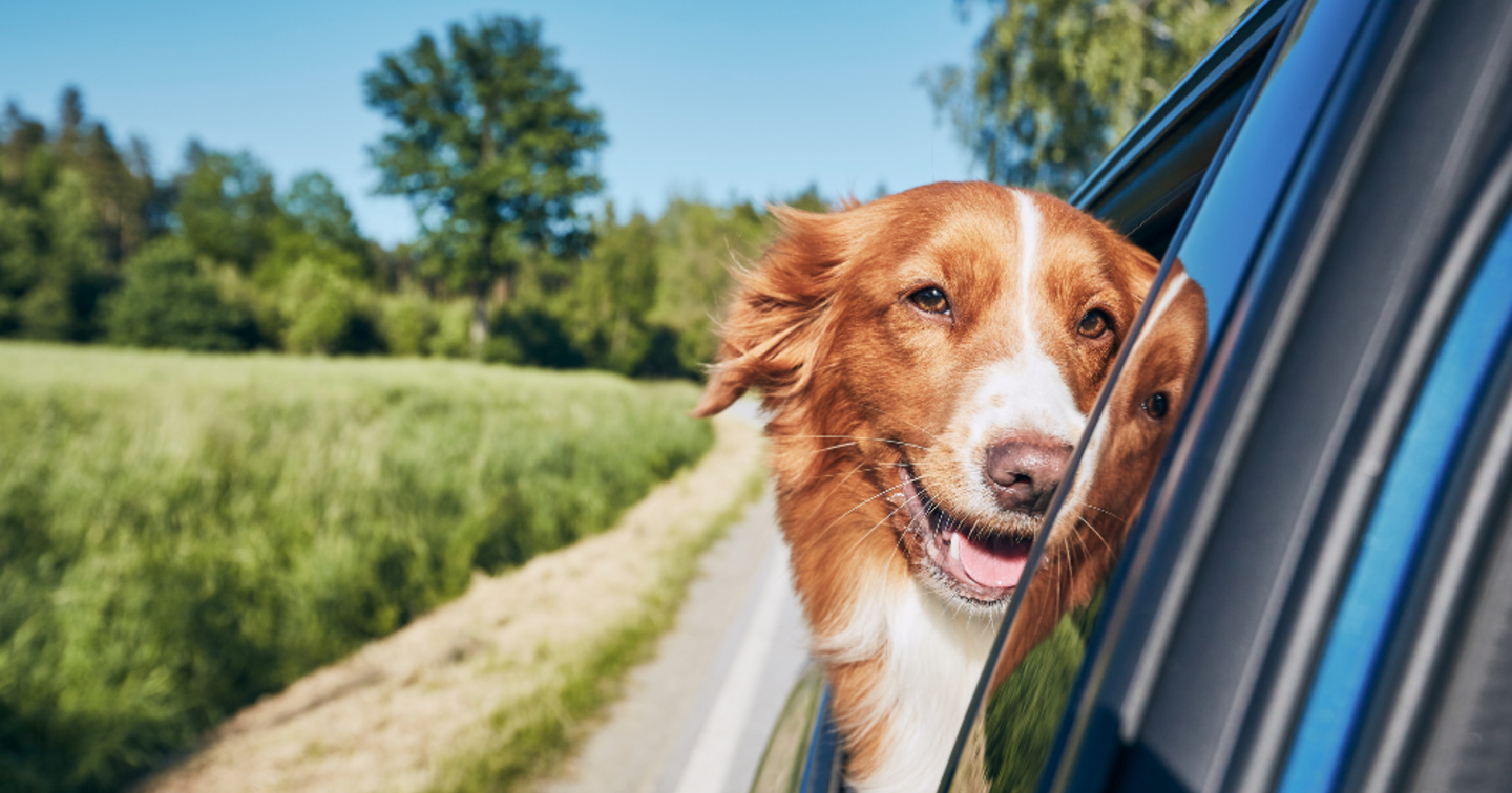 Finding A Dog Friendly Car Carlingo