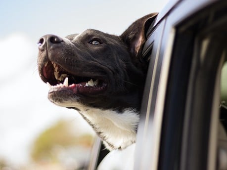The Best Cars for Dog Owners 