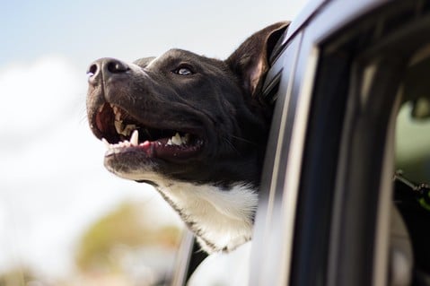 The Best Cars for Dog Owners