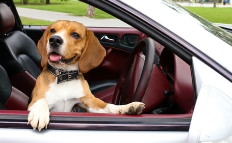 Dog friendly car searches soar in 2022