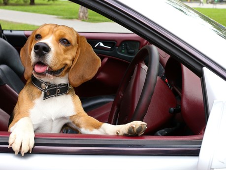 Dog friendly car searches soar in 2022