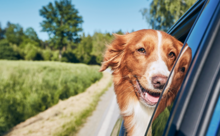 Top cars for dog owners