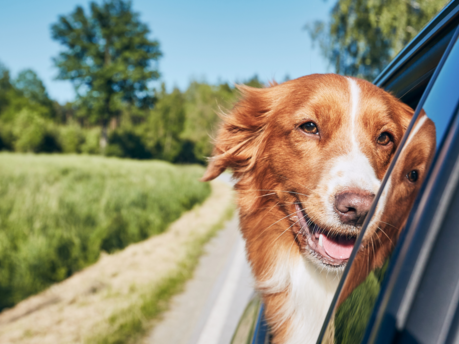 Top cars for dog owners