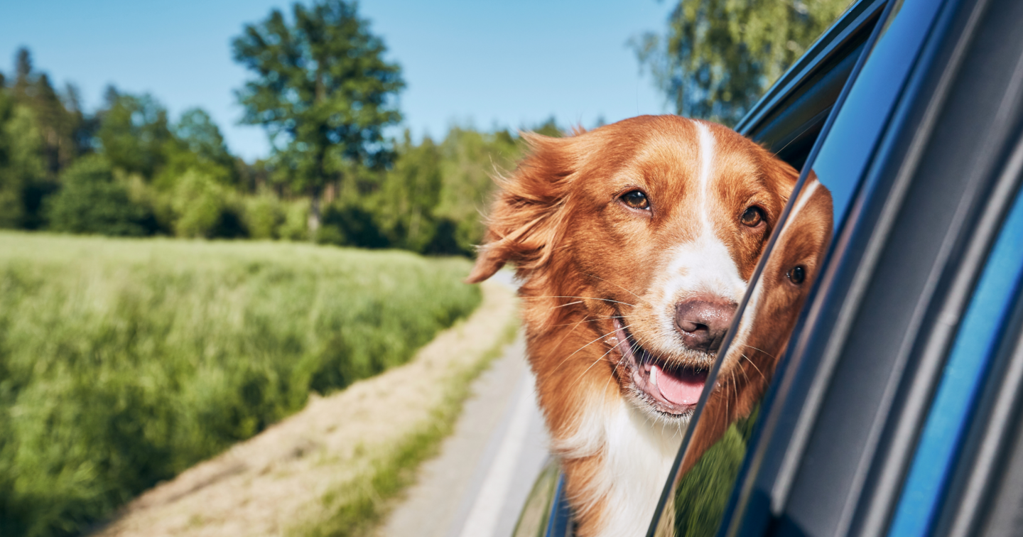 Top cars for dog owners, Blog Warranty First