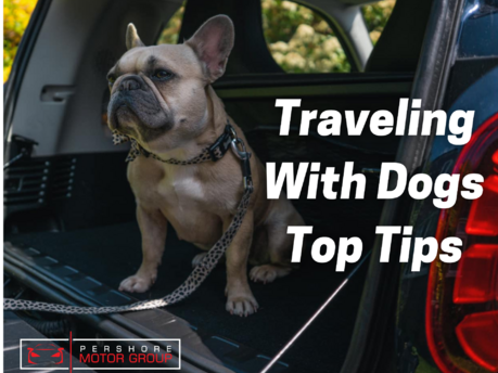 Traveling Safely with Your Dog: A Guide for PMGs' Pet Owners 