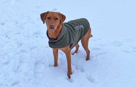 SEEKER UK dog coat comes in handy!