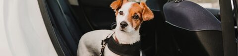 How to Drive Safely with Your Pet