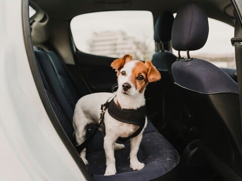 How to Drive Safely with Your Pet