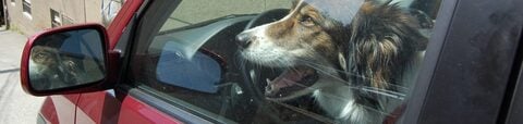 Dealing with Dogs in Hot Cars: Essential Steps to Take