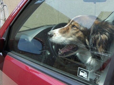 Dealing with Dogs in Hot Cars: Essential Steps to Take