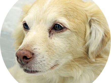 In memory of George the dog (Top dog)