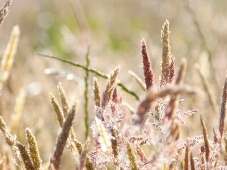 Hay Fever Is A Driving Hazard!