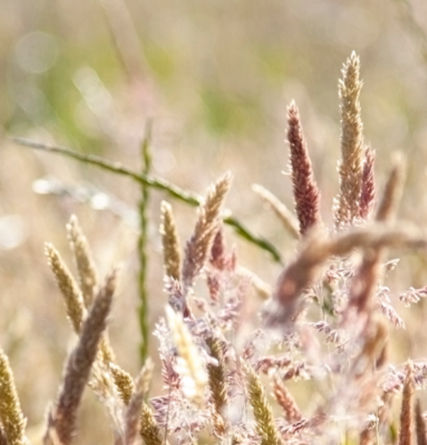Hay Fever Is A Driving Hazard!