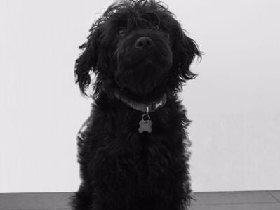 Dino the Dog - Official Charmer